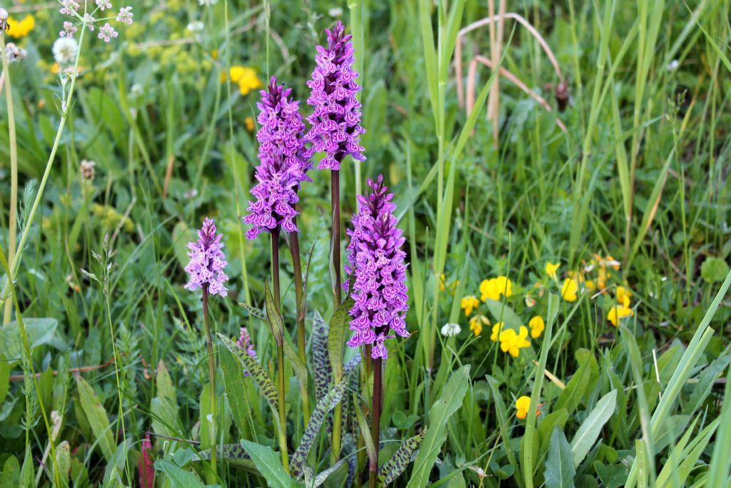 Dactylorhiza.....2